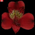 Alstroemeria - Tiesto (bunch of 10 stems)